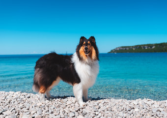 Rough collie in summer at rocky beach