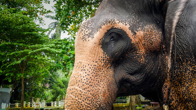 Image of adult indian elephant head against tropical rainforest jungle
