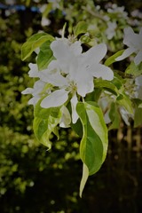 White apple blossom flowers 