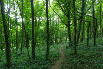 Naklejka premium Green fresh leaves tree trunk tunnel with way road into forest ecology organic vegan concept