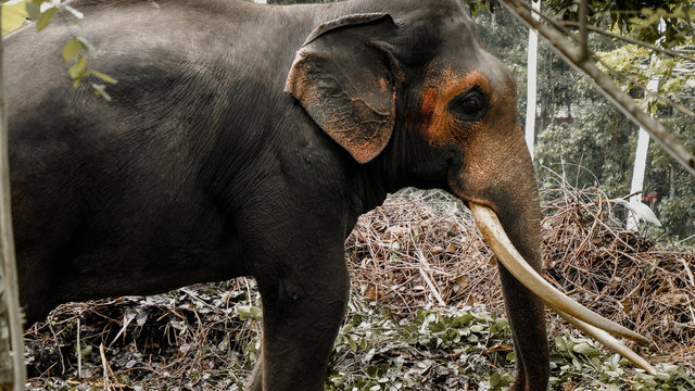 Toned image of adult asian elephant in wildlife at tropical jungle forest
