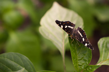 butterfly on leaf