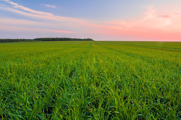 Obraz premium Green wheat field in spring and young shoots of wheat in the foreground