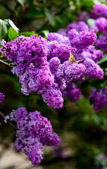 butterfly on purple blooming lilac in the garden