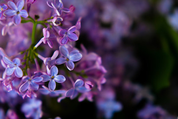 Obraz na płótnie Canvas purple blooming lilac macro
