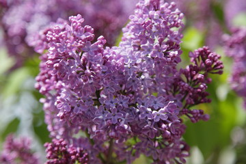 Beautiful fluffy pink lilac branch close up in the garden on a Sunny spring day