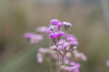flores cerrado brasileiro