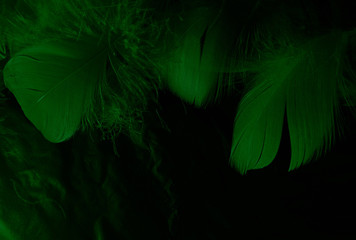 Beautiful abstract white and green feathers on black background and soft white feather texture on white pattern and green background, feather graphics, green banners