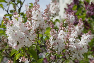 Beautiful velvetty white and light pink lilac flowers on bunch brances in a Garden on a Sunny spring day close up