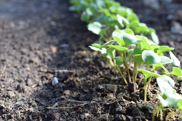 young green sprout