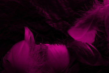 Beautiful abstract white and pink feathers on black background and soft white feather texture on pink pattern and pink background, feather background, pink banners