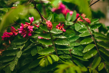 Green leaf with drops of water. Large beautiful drops of transparent rain water on a green leaf macro. Drops of dew in the morning glow in the sun. Beautiful leaf texture in nature. Natural background