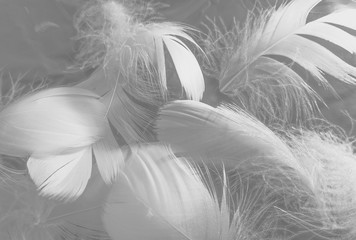 Fototapeta na wymiar Beautiful abstract white feathers on white background and soft black feather texture on white pattern and light background, gray feather background, grey banners