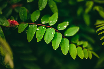 Green leaf with drops of water. Large beautiful drops of transparent rain water on a green leaf macro. Drops of dew in the morning glow in the sun. Beautiful leaf texture in nature. Natural background