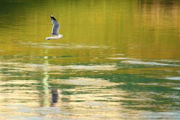 A gull with large wings flies over the water with a reflection of the green river Bank
