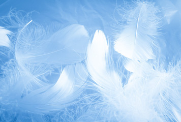 Beautiful abstract colorful white and blue feathers on white background and soft white feather...