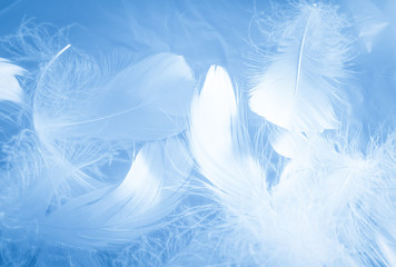 Beautiful abstract colorful white and blue feathers on white background and soft white feather texture on blue pattern and blue background, feather background, blue banners