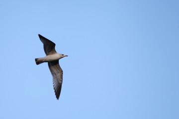 Closeup sea gull with large wings flies on clear blue sky background, blank with copy space for text writing