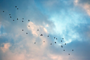 large flock of black ravens flies in the sky. Migration of birds to other countries