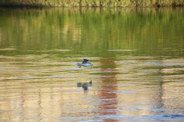 A gull with large wings flies over the water with a reflection of the green grass river Bank