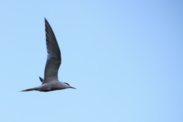Fototapeta premium Close up seagull with large wings flies against a clear blue sky with space for text