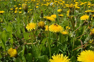 Yellow flowers bloomed on the field. Dandelions. bees collect honey