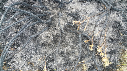 Burnt Bush from the fire. Half-burned black branches sway in the wind. Global warming of the earth's climate. The view from the top.