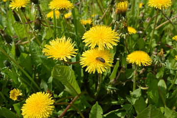 Yellow flowers bloomed on the field. Dandelions. bees collect honey