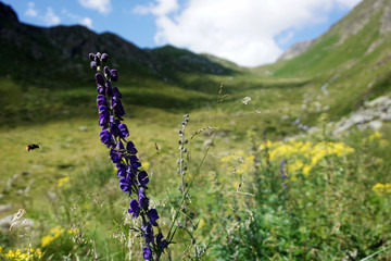 Panorama montano con fiori e ape