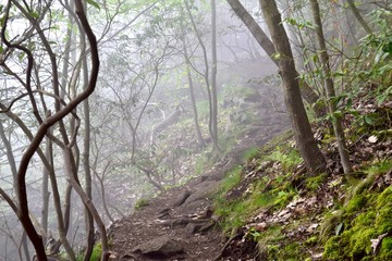 foggy mountain trail