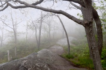 foggy rock pathway