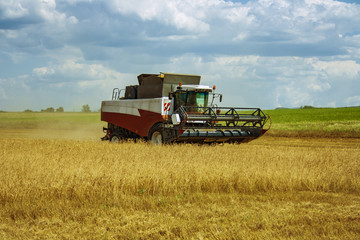 Fototapeta premium Agricultural machine combine moves along the field with ripe grain crops wheat rye barley