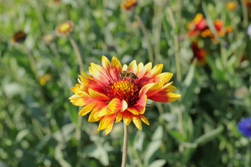 A small bee that sits on a single flower in Sunny summer weather