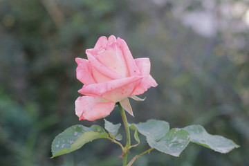 a single pink rose on a cloudy day in summer