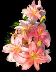 Pink lily flowers isolated on black background. Beautiful Tiger lily blooms and is lit by natural sunlight