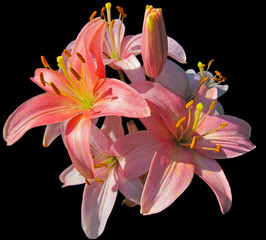 Pink lily flowers isolated on black background. Beautiful Tiger lily blooms and is lit by natural sunlight