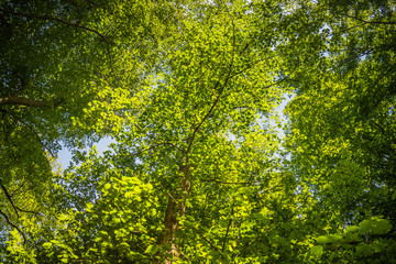 green leaves in the sun