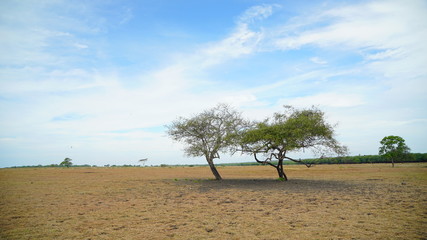 The Savana Bekol aluran National Park in Banyuwangi, Indonesia