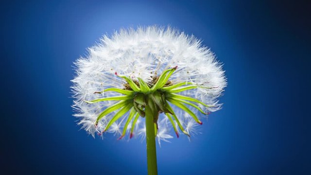One dandelion blooms with white fluffy pappus seeds on a blue backgrounds. Time lapse of a blowball flower close up
