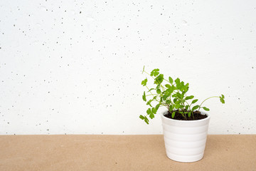 White little pot with parsley sprouts in soil on craft brown paper on white concrete wall background. Copy space