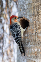 male red-bellied woodpecker on tree