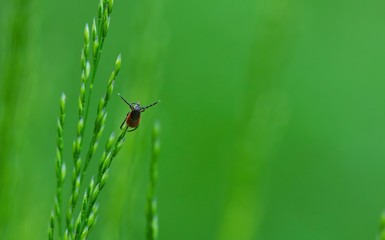 Tick sitting in the meadow on a blade of grass isolated on green background waiting for its vicitm, lyme borreliosis, Ixodida