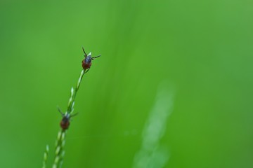 Zwei Zecken sitzen auf einem Grashalm und warten auf einen Wirt, Ixodida, Borreliose, Lyme, FSME,...