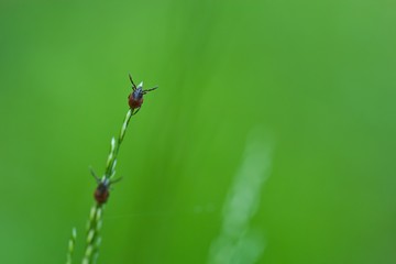 Zwei Zecken sitzen auf einem Grashalm und warten auf einen Wirt, Ixodida, Borreliose, Lyme, FSME, Makro, Nahaufnahme