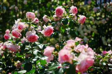 大阪市のバラ園「中之島バラ園」