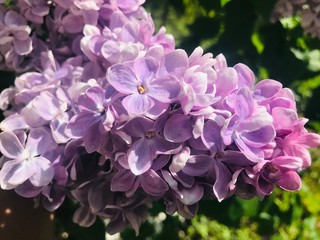 purple lilac flowers