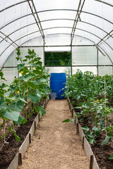 Cucumber in the greenhouse. Without chemistry and nitrates