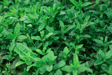 Fototapeta na wymiar A green mint plant grows on a bed. Background, texture.