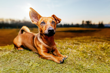 Portrait of a young brown healthy crossbreed dog sitting on the meadow grass in a field.