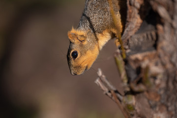 A squirrel climbs head first down a tree